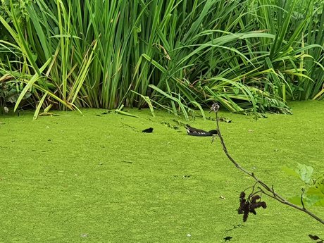 Jerking away the fat OnlyFans Leaks Gratis