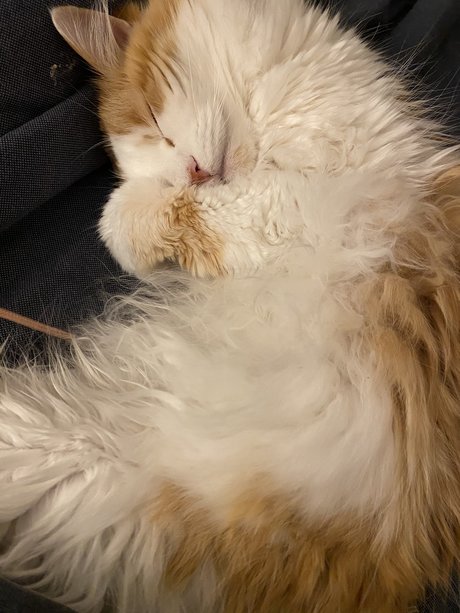 Mitzi Nacktbilder von OnlyFans geleakt