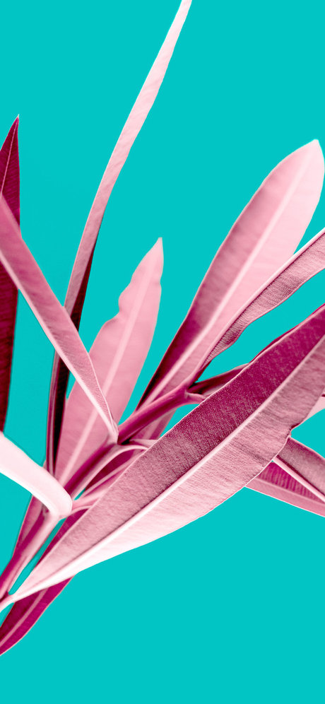 Thiago e Elvis Leaked OnlyFans Fotos