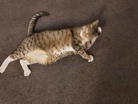 Hectorchavez OnlyFans Pornografie