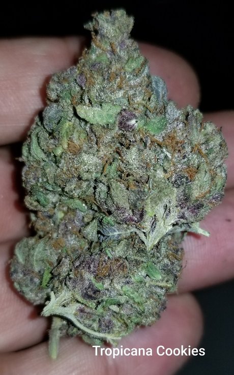 YogaYo Neue OnlyFans Leaks