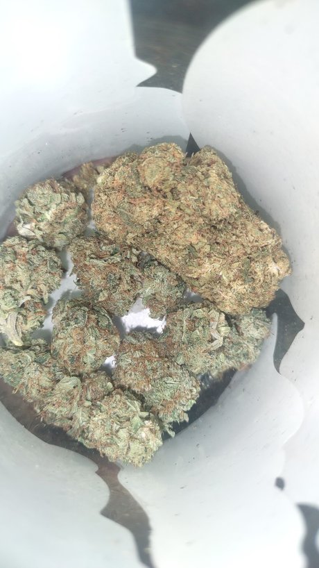 Mr Traditional Leaked OnlyFans Sex Tape