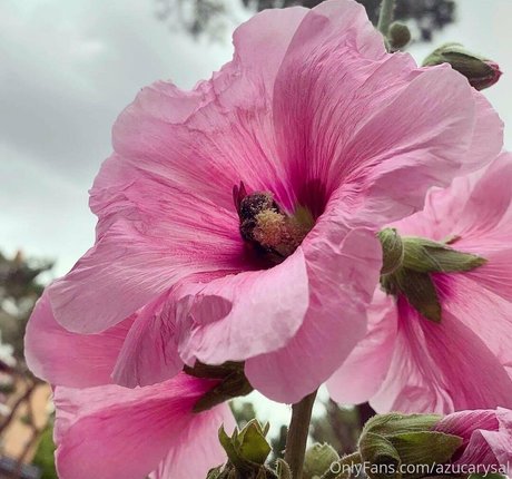 Azucarysal NurlyFans-Pornoleaks