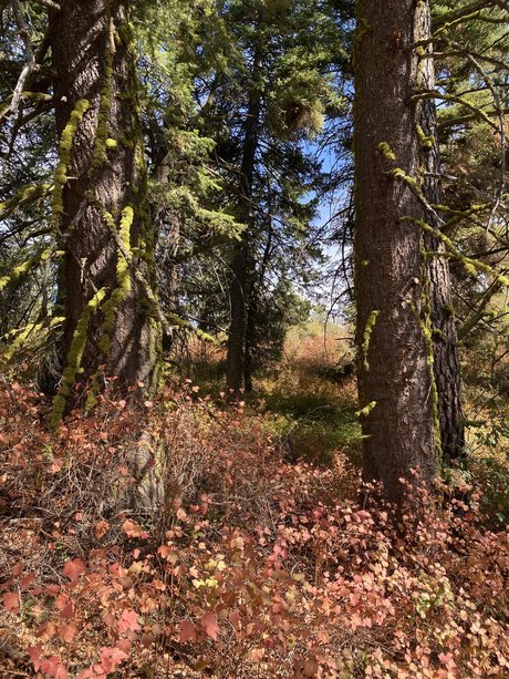 Harper the Fox Leaks von Nacktbildern auf OnlyFans