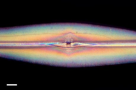 GoshaBaby OnlyFans Pornografie