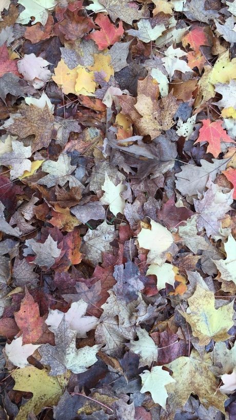 Mae Lyne_ Füße OnlyFans