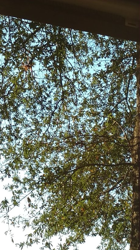 nanabyo Nackt auf OnlyFans Leaks