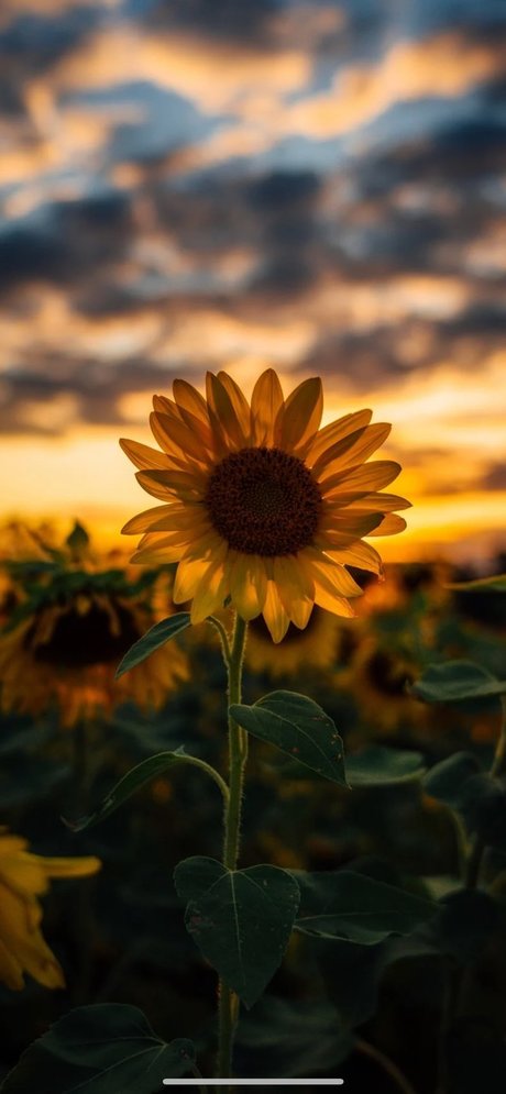 CrissiBbyCakes XXX OnlyFans