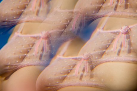 Dafne Fairy OnlyFans Leaks Pornografie