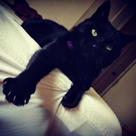 NekOwO OnlyFans Nacktbilder