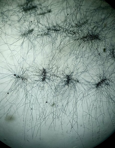 freesexypsychedelic OnlyFans Porn Nackt