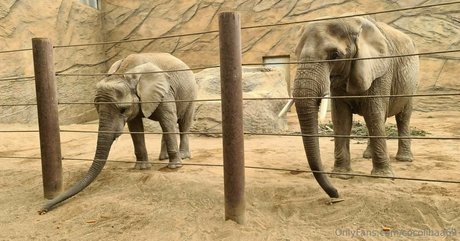 cocolinaa69 OnlyFans Brüste Bild