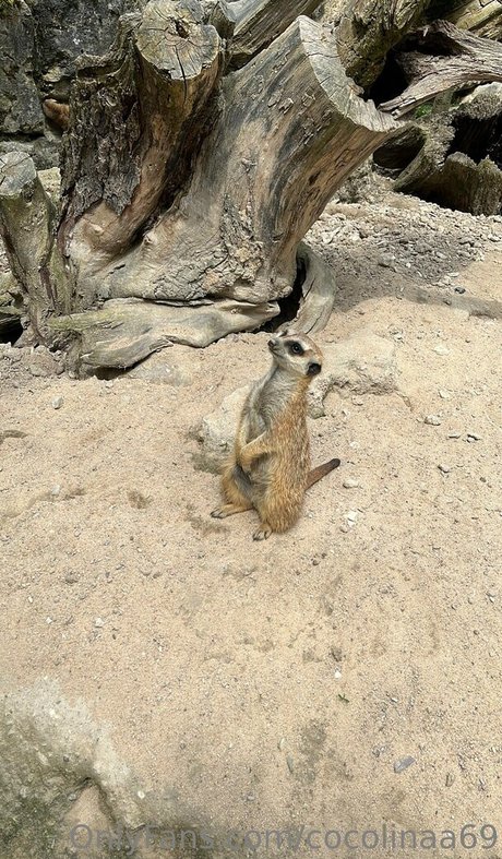 cocolinaa69 Nacktbilder von OnlyFans