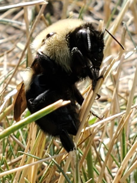 Afluffybunny99 Leaks OnlyFans