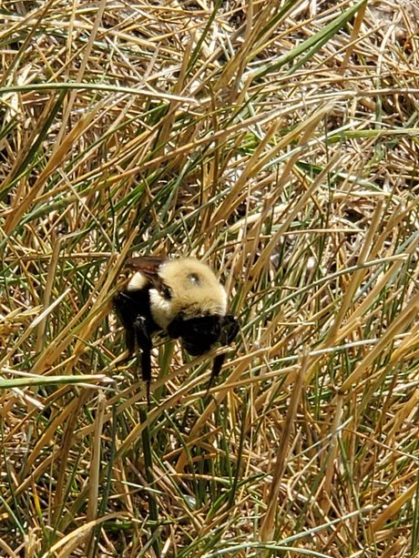 Afluffybunny99 Leaked OnlyFans Nacktbilder