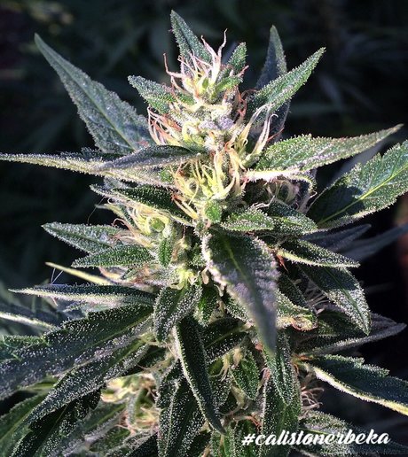 Bomi Sex auf OnlyFans