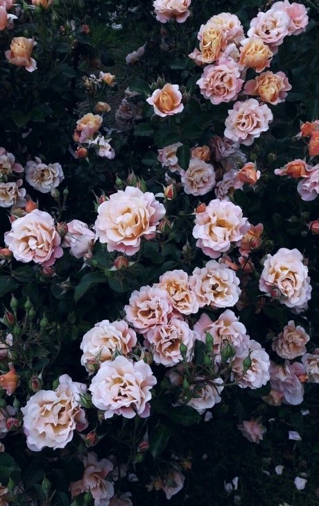 Agus Ortega_ Nacktbilder von OnlyFans