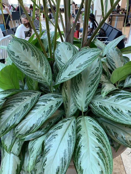 Only Plants OnlyFans Leak