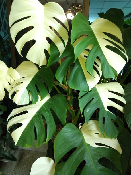 OnlyGearVIP OnlyFans geleakte Brüste