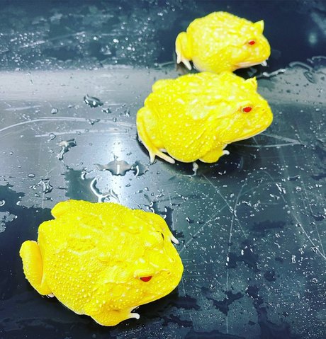 Onlyfrogs OnlyFans explizite Inhalte