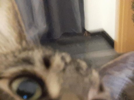 OnlyCats Neuer OnlyFans Leak