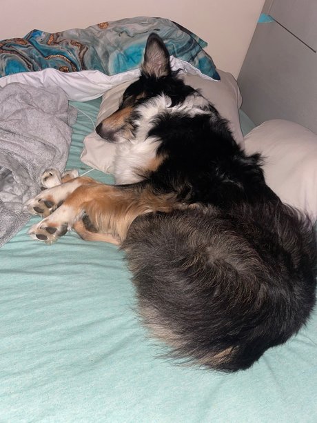 OnlyPaws Nacktbilder geleakt OnlyFans