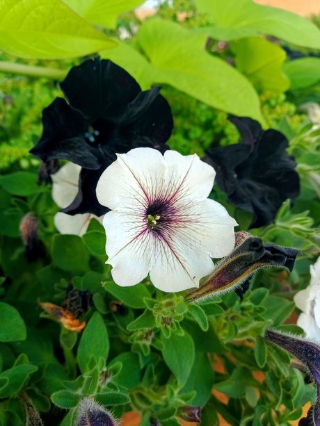 Aceofrose OnlyFans Sex