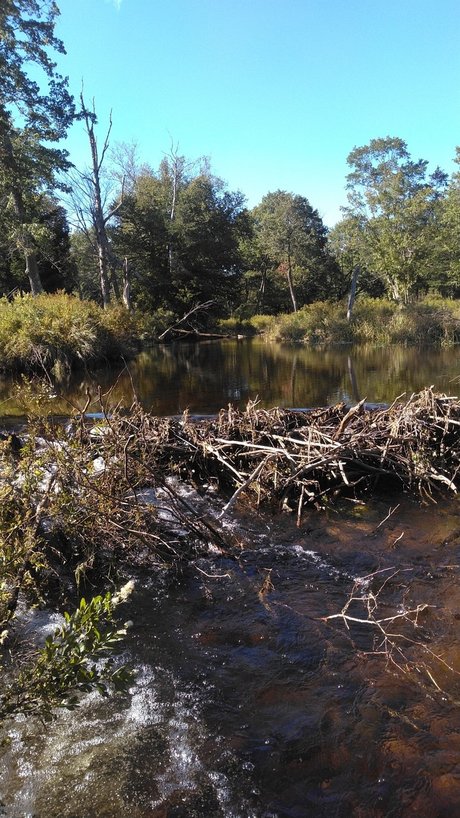 Orgasmsnoaktrees Nacktbilder OnlyFans Leak