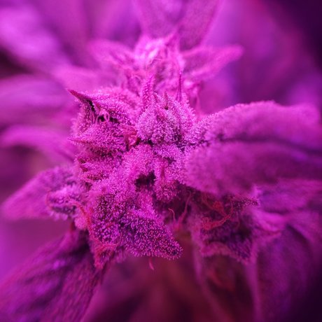 Alana Blaze_ OnlyFans geleakt