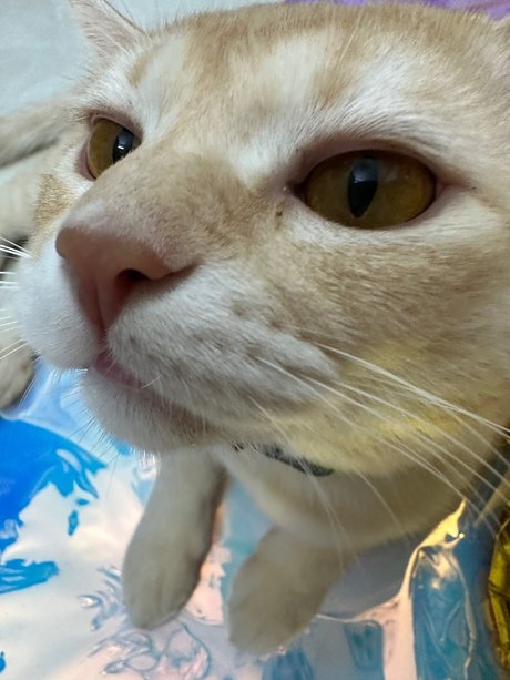 Asagi OnlyFans Pornografie