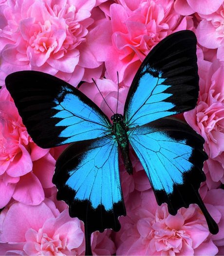 Panda Pawz OnlyFans Nacktbilder geleakt