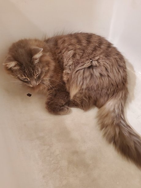 Kitty Blue OnlyFans Fotos