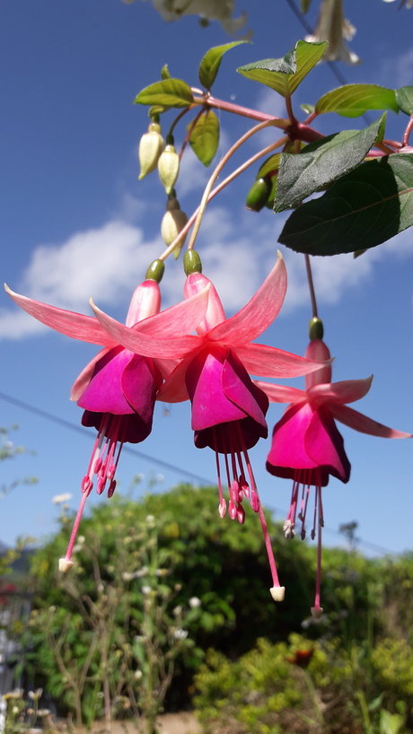 Piel Canela OnlyFans Model Bilder