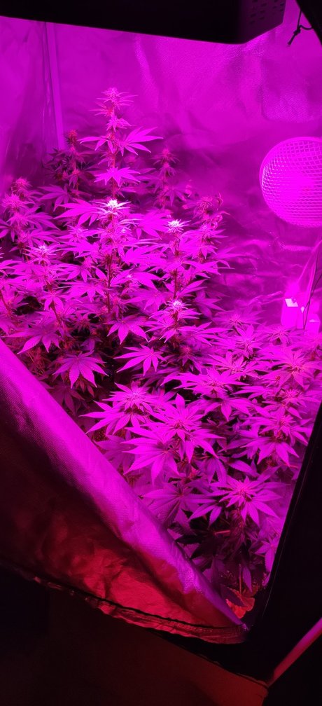 Post K OnlyFans Leaks Sex