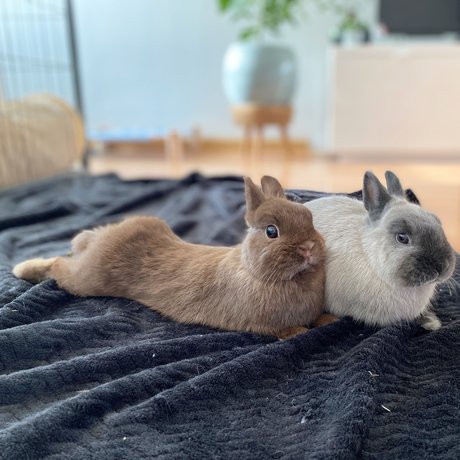 Ponzu amp amp Mocha Strip OnlyFans