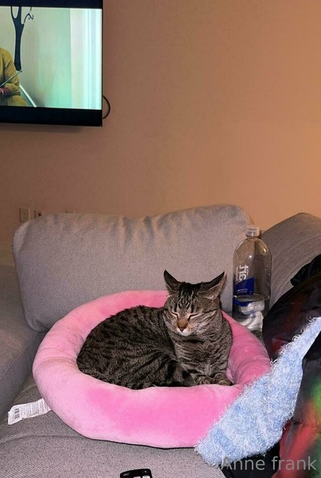 lil ann3frank OnlyFans Pornografie