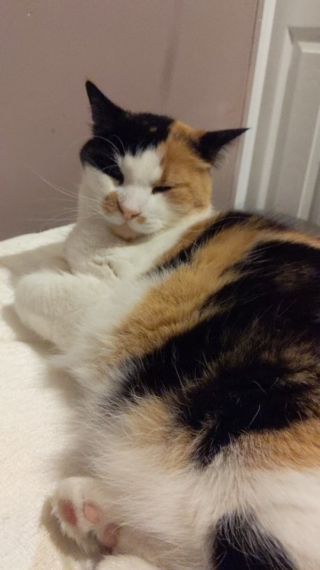 Chillingwithcats OnlyFans Nackt Leak