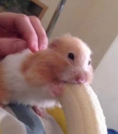 Dentari Leaked OnlyFans Pornografie