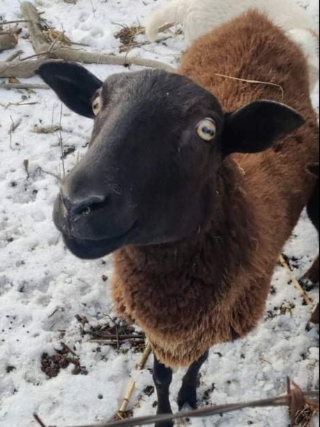 Virtual Petting Zoo Nacktbilder OnlyFans Leaks