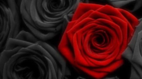 Dannie Rose Leaked OnlyFans Fotos