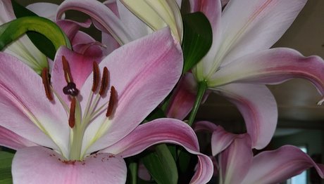 RAWRGLICIOUS OnlyFans Modelfoto