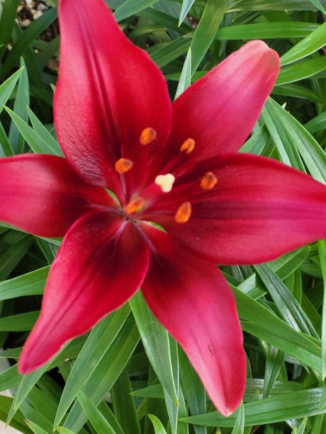 RedBee19 Kostenloses OnlyFans