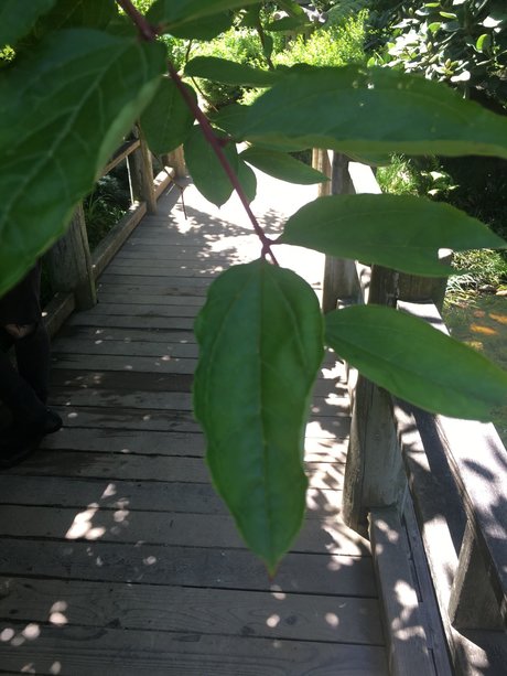 RoseBlades OnlyFans-Bild