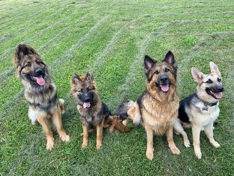 Sarge the Sable OnlyFans geleakt