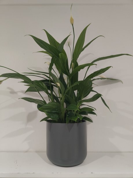 s1utty Shrubbery Neues OnlyFans