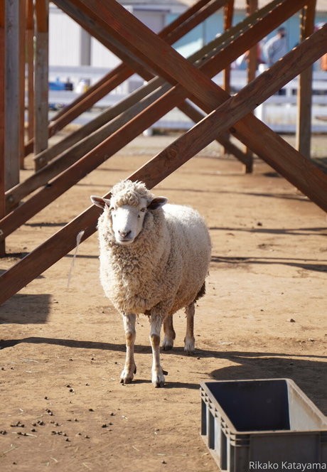 rikakodesu OnlyFans-Bilder