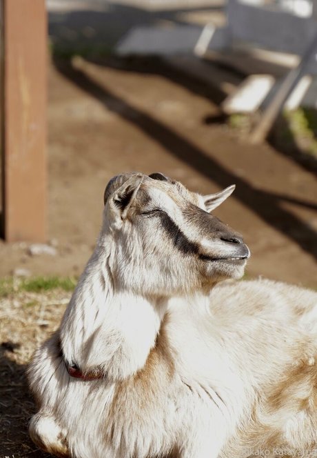 rikakodesu OnlyFans Leak