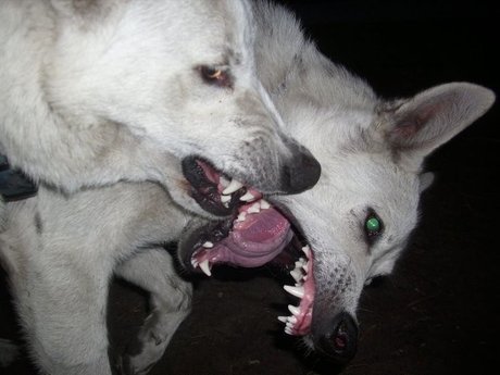 Sashire OnlyFans Gratis-Inhalte