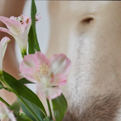 Sahueso VIP_ OnlyFans Lesbisch