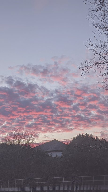 Callie Rose OnlyFans X